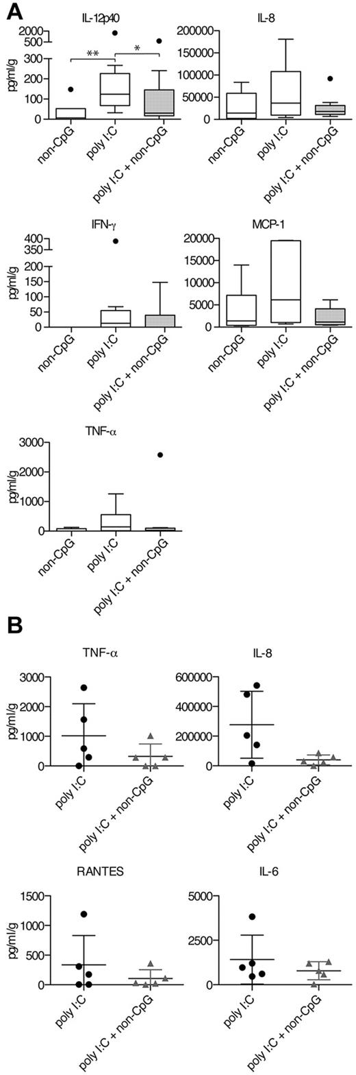 Figure 6. Poly I:C–induced secretion of proinflammatory cytokines and chemokines is inhibited by non-CpG ssDNA-ODN in cynomolgus macaques. (A-B) Animals were treated intranasal with indicated TLR ligands. Nose swaps were collected at 24 or 18 hours. Proinflammatory cytokine and chemokine levels were measured using Bio-Plex technology. (A) Levels of IL-12p40, IL-8, TNF-α, IFN-γ, and MCP-1 were measured 24 hours after treatment. Data are depicted as box plots (range and median) with outliers marked as filled circles. Data in the poly I:C group and poly I:C + non-CpG group are from 3 independent experiments (n = 9 per group), while data in the non-CpG group and all data for MCP-1 are from 2 independent experiments (n = 6). (B) Levels of IL-8, TNF-α, RANTES, and IL-6 after 18 hours of treatment were measured from 10 additional animals. Dot plots display individual data, and mean ± SD is depicted. Significant differences between poly I:C–treated animals and animals treated either with ssDNA-ODN alone or in combination with poly I:C were assessed by nonparametric Mann-Whitney 2-tailed test and are indicated by *P < .05 and **P < .01.