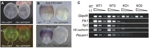 Figure 1. Flk1 KO mice are deficient in vascular ECs. (A) Flk1+/GFP and Flk1 GFP/GFP embryos at 8.5 dpc; (top) bright field images and (bottom) fluorescent images. EPC indicates ectoplacental cone; and BI, blood island. Arrows indicate dorsal aorta. Scale bar indicates 100 μm. (B) Reduced expression of the PECAM1 and Tie2 proteins in Flk1 KO embryos. Whole-mount IHC shows PECAM1 and Tie2 are expressed in ECs of the dorsal aorta and yolk sac of WT but not Flk1 KO embryos. Arrows indicate dorsal aorta. (C) Reduced expression of endothelial marker mRNAs, such as VE-cadherin and Pecam1, in Flk1 KO embryos at 8.5 dpc. Semiquantitative RT-PCR was performed on serially diluted cDNAs from WT and Flk1 KO embryos proper. Images were captured with a Leica DC500 CCD camera attached to a Leica MZ FLIII microscope (Plan APO 1.0/0.125 NA lens).