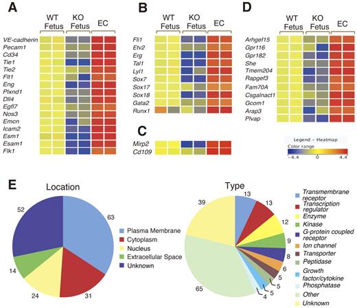 Figure 2. Summary of the microarray analysis on WT fetus and Flk1 KO embryos (KO fetus) and ECs. (A) Expression of cell surface marker genes. Most of the putative EC surface markers were present among the 184 genes obtained. The relative intensities of gene expression are shown in the heat map. (B) Expression of transcription factors Ets (Fli1, Etv2, Erg), bHLH (Tal1, Lyl1), Sox (Sox7, Sox 17, and Sox18), Gata2, and Runx1. (C) Expression of tumor endothelial markers. Mirp2 and Cd109 showed high expression in ECs. (D) Expression of genes not previously studied as endothelial-specific genes during early vascular development. These genes were down-regulated in Flk1 KO embryos. (E) Location and motif classification of the 184 genes obtained in the microarray analysis by Ingenuity Pathways Analysis.