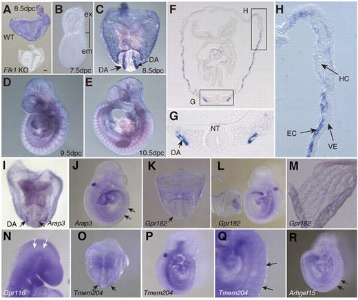 Figure 4. Whole-mount in situ hybridization analysis. Plvap mRNA expression in WT and Flk1 KO embryos isolated at 8.5 dpc (A). WT embryo at 7.5 dpc (B), 8.5 dpc (C), 9.5 dpc (D), and 10.5 dpc (E) Scale bar indicates 100 μm. Ex indicates extraembryonic region; and em, embryonic region. (F) Transverse section of embryo 8.5 dpc. (G) Enlarged image of region indicated by rectangular box in panel F. DA indicates dorsal aorta; and NT, neural tube. (H) Enlarged image of region indicated by rectangular box in panel F. HC indicates primitive hematopoietic cells; and VE, visceral endoderm. (I-J) Arap3 at 8.5 and 9.5 dpc, respectively. (K-L) Gpr182 at 8.5 and 9.5 dpc, respectively. (M) Strong expression of Gpr182 in the yolk sac at 8.5 dpc. (N) Gpr116 at 9.5 dpc. (O-Q) Tmem204 at 8.5 dpc (O) and 9.5 dpc (P). High magnification images of intersomitic vessels (Q) of embryo at 9.5 dpc. (R) Lateral view of Arhgef15 at 9.5 dpc. Images (A-R) were captured with a Leica DC500 CCD camera attached to a Leica MZ FLIII microscope (Plan APO 1.0/0.125 NA lens) and with IM50 Imaging Manager.