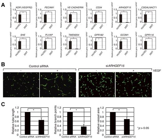 Figure 5. Functional screening in HUVECs of human genes contributing to angiogenesis. (A) Expression of ARHGEF15, CSGALNACT1, SHE, PLVAP, TMEM204, GPR182, GCOM1, and GPR116 in HUVECs. KDR, PECAM1, VE-CADHERIN, and CD34 are endothelial markers. (B) Knockdown of ARHGEF15 mRNA inhibits tube formation in HUVECs. A control siRNA oligonucleotide did not affect VEGF-dependent tube formation of HUVECs; however, siRNA for ARHGEF15 reduced the ability to form a vascular network. (C) Quantification of relative tube length, branch points, and vessel area in control and knockdown HUVECs. Images (B) were captured with a Keyence BioRevo microscope (Plan Fluor 10×/0.30 NA lens) and with BZ-II Viewer.