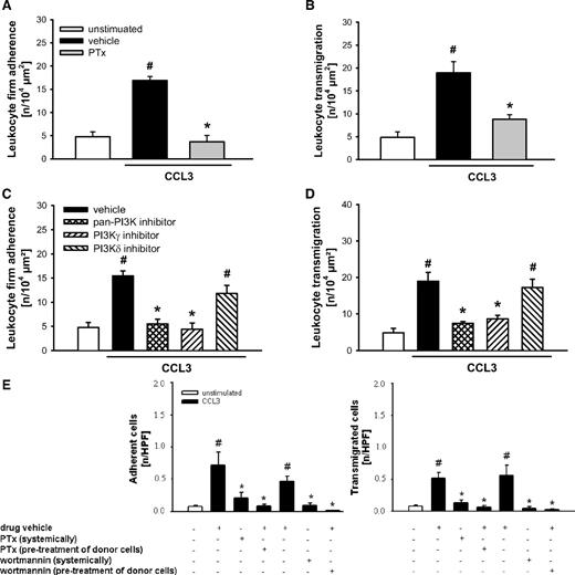 Figure 2. Role of G protein–receptor coupling and PI3K for CCL3-elicited leukocyte responses. (A,C) Leukocyte firm adherence, and (B,D) transmigration were quantified in postcapillary venules of the cremaster muscle using RLOT in vivo microscopy as detailed in “Quantification of leukocyte kinetics and microhemodynamic parameters.” Panels show results for PBS-treated WT control mice as well as for WT mice receiving PTx, the PI3K inhibitors PI103 (pan-PI3K), AS605240 (PI3Kγ), and IC87114 (PI3Kδ), or respective drug vehicle after stimulation with CCL3 (mean ± SEM for n = 4 per group; #P < .05, vs unstimulated; *P < .05, vs vehicle). (E) Intravascular adherence and transmigration of fluorescence-labeled bone marrow leukocytes were quantified in the cremaster muscle using in vivo fluorescence microscopy as detailed in “Quantification of florescent leukocyte responses.” Panels show results for WT mice treated with PTx, the irreversible PI3K inhibitor wortmannin, or drug vehicle receiving leukocytes from WT donors pretreated with PTx, wortmannin, or drug vehicle after stimulation with CCL3 (mean ± SEM for n = 4 per group; #P < .05, vs unstimulated; *P < .05, vs WT→WT + drug vehicle).