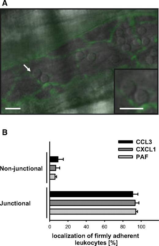 Figure 7. Transmigration routes in CCL3-, CXCL1-, and PAF-elicited leukocyte responses. (A) Representative in vivo microscopy image of a postcapillary venule in the inflamed cremaster muscle, immunostained for PECAM-1 (scale bars: 20 μm). Arrow indicates a firmly adherent leukocyte colocalizing with PECAM-1–immunoreactive endothelial junctions (green). (B) Results for the relative localization of firmly adherent leukocytes to PECAM-1–immunoreactive endothelial junctions in postcapillary venules of WT mice undergoing stimulation with CCL3, CXCL1, or PAF (mean ± SEM for n = 3 per group).