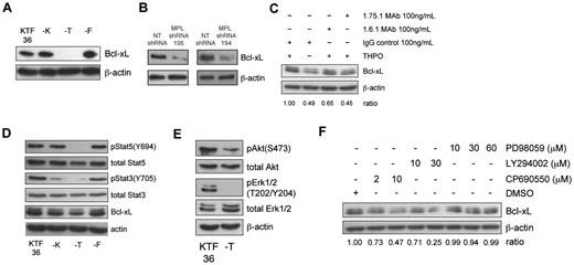 Figure 3. Loss of THPO/MPL signaling leads to Bcl-xL down-regulation in AE cells. (A) AE cells were washed with PBS 3 times, followed by culture with KTF36, TF36 (-K), KF36 (-T), or KT36 (-F) for 7 days. Proteins were then extracted for Western blotting. (B) AE cells transduced with indicated shRNA for 2 days were sorted and lysed for Western blotting. (C) AE cells were treated with indicated antibodies in the absence of THPO (but in the presence of KF36) for 1.5 hours, followed by adding THPO to the indicated groups for additional 24 hours. Cells were then lysed for Western blotting. (D-E) AE cells incubated with indicated cytokines for 24 hours were lysed for immunoblotting. (F) AE cells were treated with vehicle control (DMSO), a MEK inhibitor (PD98059), a PI3K inhibitor (LY294002) or a JAK2 inhibitor (CP690550) at indicated concentrations for 24 hours, followed by lysis for immunoblotting.