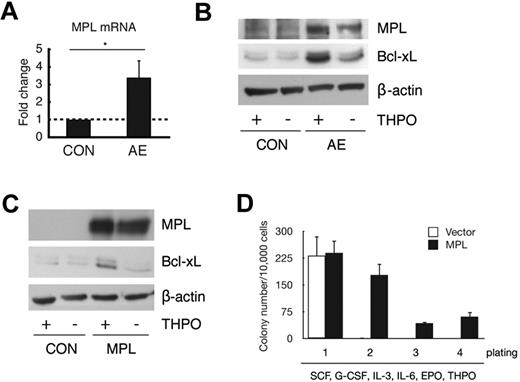 Figure 5. AE up-regulates MPL to promote Bcl-xL expression and self-renewal. (A) UCB cells were transduced with control vector (CON) or AE overnight, followed by recovering the cells in fresh growth media for 2 to 3 days, and lysis for RNA extraction. Quantitative PCR was then performed to detect MPL transcript levels. The c-abl transcript was used as normalizer. Data represents mean ± SD (n = 6; *P < .05). (B) UCB cells transduced with vector control (CON) or AE were sorted and cultured in the absence or presence of THPO for 48 hours, followed by lysis for immunoblotting of indicated proteins. (C) UCB cells transduced with vector or MPL-expressing retroviruses were sorted and cultured in the absence or presence of THPO for 48 hours, followed by lysis for immunoblotting of indicated proteins. (D) UCB cells transduced with vector or MPL-expressing retroviruses were sorted and plated in methylcellulose media. Number of colonies was scored at day 14. Cells were then collected for replating.