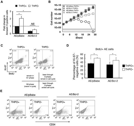 Figure 6. THPO/MPL signaling regulates cell cycle reentry and prevents AE cell differentiation. (A) CD34+ AE/pBabe or AE/Bcl-2 cells were incubated with (+) or without (−) THPO for 3 days, followed by stained with annexin V and analyzed by flow cytometry. (B) CD34+ AE/pBabe or AE/Bcl-2 cells were cultured with (+) or without (−) THPO. Cell counts were performed biweekly to obtain growth curves of the cells in each condition. (C-D) Cell cycle exit analysis. AE cells washed with PBS 3 times were incubated with or without THPO (in the presence of KF36) in media containing 10μM BrdU for 24 hours. BrdU incorporation and Ki-67 marking were determined by flow cytometry (*P < .05). (E) AE/pBabe and AE/Bcl-2 cells cultured with or without THPO (in the presence of KF36) for 14 days were labeled with anti-CD34 antibodies for flow cytometry analysis.