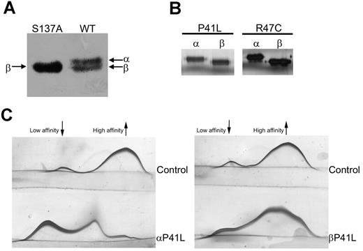 Figure 3. Electrophoretic properties and biochemical characterization of recombinant antithrombin glycoforms. (A) Antithrombin glycoforms expressed in HEK-EBNA when transfected with pCEP4/AT-S137A (left) or with pCEP4/AT WT (right) plasmid. The medium containing the secreted recombinant protein was run under reduced SDS conditions and detected by Western blot. (B) SDS-PAGE and silver staining of recombinant glycoforms of WT, R47C, and P41L antithrombin purified by heparin affinity chromatography and anion exchange chromatography. (C) Crossed immunoelectrophoresis in the presence of unfractionated heparin of purified recombinant α- and β-P41L glycoforms. The antithrombin forms of high and low heparin affinity are indicated.