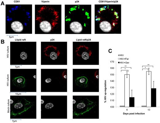 Figure 3. Mechanism of viperin action in MDMs. (A) HIV-1 alters viperin distribution in infected MDMs. Five days pi, mock- and HIV-1–treated MDMs were fixed in 3% paraformaldehyde, permeabilized with 0.05% Triton-X, and labeled for viperin (red), p24 (green), CD81 (blue), and nucleus (white). Images shown are representative of n = 10 cells and were acquired as described in Figure 1C. (B) HIV-1 infection of MDMs disperses lipid rafts. Five days pi, mock- and HIV-1–treated MDMs were immunostained with the lipid raft marker CTB–Alexa Fluor-488 (lipid raft, green), fixed in 3% paraformaldehyde, permeabilized with 0.05% Triton-X, and then labeled with anti-p24 antibody (red). Top and middle panels: HIV-1-treated culture. Top panels: Infected cell. Middle panels: In addition to the infected cell (red), a noninfected cell (no red staining; as only a small proportion of cells are infected). Therefore, in the right middle panel, which shows merged images, it is clear that the infected cell (p24 antigen-positive) has lost its lipid raft staining. Bottom panel: Noninfected cell in a mock-treated culture. Images shown are representative of n = 10 cells and were acquired as described in Figure 1C. (C) Farnesol stimulates HIV-1 production by HIV-1–infected MDMs to a greater degree than geranylgeraniol. MDMs were infected with HIV-1 (MOI = 0.5) for 3 days and were then either treated with farnesol or geranylgeraniol (10μM) or mock treated. At the indicated times point after infection, HIV-1 DNA was quantified by quantitative PCR. Levels of HIV-1 DNA are presented as percentage of up-regulation after farnesol or geranylgeraniol treatment, compared with mock-treated HIV-1–infected cultures (set at 100%). The mean data from 3 experiments are shown with SE bars. *P < .05 (paired t test). **P > .3 (paired t test).