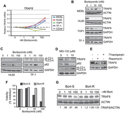 Figure 2. Reduced TRAF6 protein expression in bortezomib-treated cells coincides with autophagy activation. (A) TRAF6 mRNA was measured by quantitative PCR in the indicated cell lines and CD34+ cells treated with increasing concentrations of bortezomib for 24 hours. (B) TRAF6 protein was measured by immunoblotting of the indicated cell lines treated with increasing concentrations of bortezomib for 24 hours. (C) HL60 and TF-1 cell lines cultured with bortezomib for 24 hours were evaluated by immunoblotting for LC3-I/II, p62, and GAPDH. (D) TF-1 cells were treated with the proteasome inhibitor, MG-132 (0, 1, and 10μM) for 24 hours and evaluated by immunoblotting for TRAF6, LC3-I/II, p62, and GAPDH. (E) TF-1 cells were treated with an autophagy inducer (100nM rapamycin) and an ER stress inducer (100nM thapsigargin). (F) Cell viability of THP-1 cells that have acquired resistance to bortezomib (Bort-R) and that are sensitive (Bort-S) was determined after treatment with increasing concentrations of bortezomib for 24 hours. (G) TRAF6 protein was measured by immunoblotting Bort-S and Bort-R cells treated with increasing concentrations of bortezomib for 24 hours. Values below the gel represent the intensity of TRAF6 relative to ACTIN.