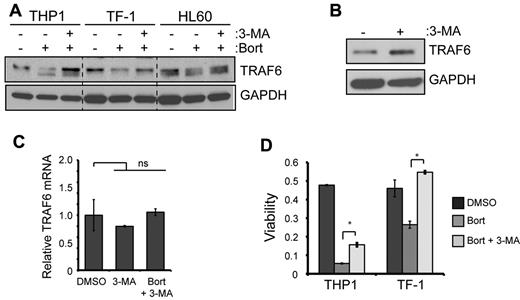 Figure 3. TRAF6 is degraded by the autophagy lysosome pathway. (A) The indicated cell lines were cultured with 10nM bortezomib and cotreated with 5mM 3-MA for 24 hours. TRAF6 and GAPDH protein was determined by immunoblot analysis. (B) In the absence of proteasome inhibition, TF-1 cells were treated with 5mM 3-MA for 24 hours, and TRAF6 protein expression was measured by immunoblot analysis. (C) cDNA from TF-1 cells treated with 3-MA (5mM) or 3-MA and bortezomib (10nM) was evaluated for TRAF6 mRNA expression. Data are relative to GAPDH and normalized to cells treated with DMSO. (D) Cell viability of THP1 and TF-1 cells was determined after treatment with DMSO, 10nM bortezomib, or bortezomib and 5mM 3-MA for 24 hours. *P < .05.
