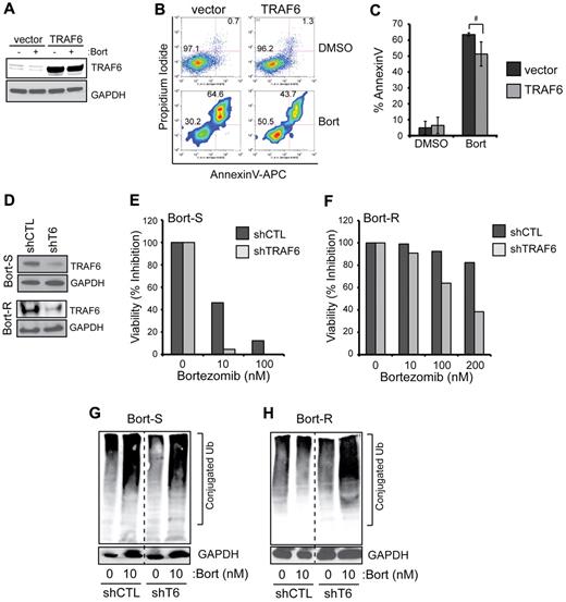Figure 4. Levels of TRAF6 expression affect the cytotoxic effects of bortezomib. (A) THP1 cells were transduced with a bicistronic lentiviral vector encoding TRAF6 and green fluorescent protein (GFP) or an empty vector expressing only GFP. Transduced cells were sorted for GFP expression, cultured with bortezomib (10nM) for 24 hours, and protein lysates were evaluated for TRAF6 expression. (B) Cell viability of bortezomib-treated THP1 cells transduced with vector or TRAF6 was measured by annexin V/propidium iodide staining. (C) Summary of replicate experiments from panel B. (D) Bort-S and Bort-R THP1 cells were transduced with shRNA lentiviral vectors targeting TRAF6 or shCTL. Knockdown of the TRAF6 protein was confirmed by immunoblot analysis. (E-F) Cell viability of Bort-S (E) and Bort-R (F) cells transduced with shTRAF6 or control vector was determined by MTT assay after treatment with increasing concentrations of bortezomib for 24 hours (P < .05). (G-H) Proteasome inhibition in bortezomib-treated Bort-S (G) and Bort-R (H) cells transduced with shTRAF6 or control vector was determined by immunoblotting for ubiquitinated proteins (Ub) on total cell lysates. #P < .1; *P < .05.