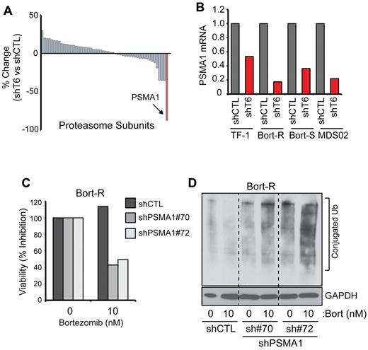 Figure 5. Depletion of TRF6 sensitizes cells to bortezomib by regulating PSMA1. (A) Microarray analysis was performed on TF-1 cells after knockdown of TRAF6. Shown are differential gene-expression data between shTRAF6 and vector-transduced cells for all proteasome subunit genes (see supplemental Table 1). Expression of PSMA1 (highlighted in red) was most significantly down-regulated in cells with reduced TRAF6 expression (P < .05). (B) TF-1, Bort-S THP-1, Bort-R THP-1, and MDS BM cells (MDS-02) were transduced with shRNA lentiviral vectors targeting TRAF6 or a nontargeting control (shCTL). Down-regulation of PSMA1 in cells with reduced TRAF6 expression was confirmed by quantitative PCR. (C) Bort-R cells were transduced with 2 independent shRNA lentiviral vectors (sh#70 and sh#72) targeting PSMA1 or shCTL. Knockdown of PSMA1 was confirmed by quantitative PCR (sh#70, 89.6% knockdown; sh#72, 85.6% knockdown). Cell viability of Bort-R cells transduced with shPSMA1 or control vector was determined by MTT assay after treatment with 10nM bortezomib for 24 hours. (D) Proteasome inhibition in bortezomib-treated Bort-R cells transduced with 2 independent shPSMA1 or control vector was determined by immunoblotting for ubiquitinated proteins on total cell lysates. *P < .05.