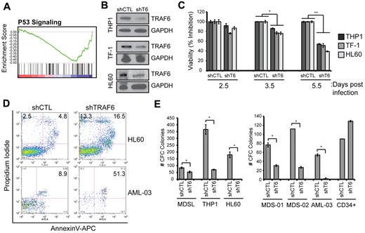 Figure 6. Depletion of TRAF6 impairs MDS and AML cell viability. (A) Microarray analysis was performed on TF-1 cells after knockdown of TRAF6 (as in Figure 6A). Gene set enrichment analysis was performed, and the profile of the P53 signaling gene set is shown. (B) Knockdown of TRAF6 mRNA and protein by shTRAF6 was confirmed by quantitative PCR (supplemental Figure 5) and immunoblot analysis, respectively. (C) The indicated cell lines transduced with shCTL or shTRAF6 were evaluated for cell viability using the MTT assay. Cell viability is shown at the indicated days after transduction. (D) Cell viability of transduced HL60 and AML-03 patient cells was measured by annexin V/propidium iodide staining. Knockdown of TRAF6 mRNA in AML-03 was confirmed by quantitative PCR and showed > 50% reduced expression (not shown). (E) Hematopoietic stem/progenitor cell colony-forming potential of the indicated cell lines and MDS/AML patient BM cells after knockdown of TRAF6 was determined in methylcellulose. Colonies were evaluated after 10 days. *P < .05.