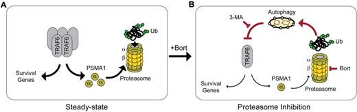 Figure 7. Model of TRAF6 degradation by bortezomib-induced autophagy and its role in cell leukemia cell survival. (A) Under normal conditions, TRAF6 induces expression of survival genes. In addition, TRAF6 mediates the expression of PSMA1, an α-subunit of the proteasome. (B) Proteasome inhibition with bortezomib coincides with induction of autophagy, potentially due to ER stress of accumulated nondegraded proteins. TRAF6 is degraded by autophagic lysosomes, which can be blocked with the autophagy inhibitor 3-MA. Depletion of TRAF6 results in apoptotic cell death, in part by down-regulation of survival genes. In addition, loss of TRAF6 results in reduced PSMA1 expression and increased bortezomib sensitivity. α indicates the α-subunit; and β, the β-subunit.