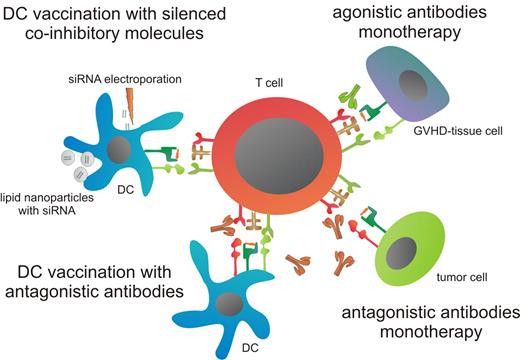 Figure 1. Therapeutic strategies for interfering with coinhibitory molecules. First, blocking antibodies can be used to abrogate binding between coinhibitory molecules with the tumor-reactive T cell and tumor cells, thereby enhancing T-cell responses. In addition, DC therapy can be combined with antagonistic antibodies to boost the tumor-specific effect of DC vaccination. Another method to circumvent coinhibitory signaling during DC vaccination is silencing of coinhibitory molecules. Delivery of siRNA can be achieved either by electroporation or via lipid nanoparticles. Finally, coinhibitory molecules, which are differentially more involved in GVHD, can be stimulated by agonistic antibodies. This will attenuate GVHD-specific T-cell responses, thereby preventing attack of GVHD-prone tissues.
