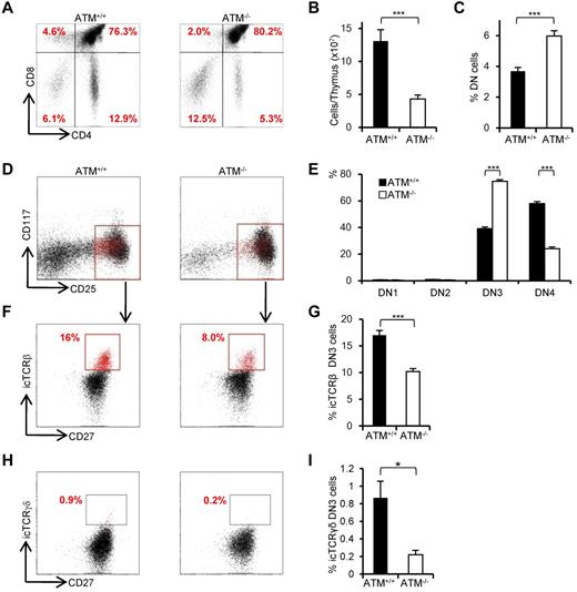 Figure 1. Developmental failure at the transition step from DN3a to DN3b in ATM−/− thymocytes. (A) Representative dot plots showing CD4 and CD8 profiles from ATM+/+ and ATM−/− mice. (B) Absolute numbers of total thymocytes in ATM+/+ and ATM−/− mice. (C) Relative percentage of lineage-negative cells. (D) Representative dot plots are gated on double-negative (DN) cells from ATM+/+ and ATM−/− mice, when DN3 cells reached at 1 × 104 cells. Red dots indicate DN3b cells that are back-gated from CD27+icTCR-β+ fraction. (E) Bar graph represents DN1, DN2, DN3, and DN4 thymocyte percentages. (F) Dot plots are gated on DN3 cells (CD25 low, indicated in red in the top panels). DN3a cells are shown as CD27low intracellular (ic) TCR-β−. DN3b cells are CD27highicTCR-β+ and are indicated as red dots in red squares. (G) Bar graph represents icTCR-β–positive DN3b thymocyte percentages in the DN3 fraction. (A-G) The data were obtained from 12 ATM+/+ mice and 11 ATM−/− mice at 4 to 8 weeks of age. (H) Dot plot data gated on DN3 cells from ATM+/+ and ATM−/− mice. The icTCR-γδ–positive cells, which are indicated as red dots in the black squares, are CD27+icTCR-γδ+. (I) Percentages of icTCR-γδ–positive DN3b thymocytes in the DN3 fraction. (H-I) Data were obtained from 6 ATM+/+ mice and 5 ATM−/− mice. Data are representative of at least 3 independent experiments (mean ± SE). *P < .05, ***P < .001.