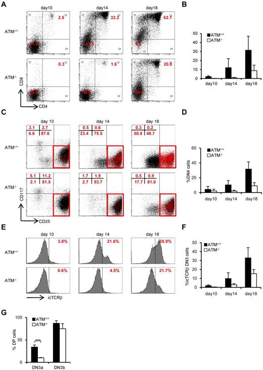 Figure 2. Transition failure from DN3a to DN3b is recapitulated in in vitro culture. Bone marrow progenitors (1 × 104 cells) from 4- to 8-week-old adult BM were cultured with OP9-DLL1 cells supplemented with 5 ng/mL of Flt3L and 1 ng/mL of IL-7 for 18 days. Differentiated cells were harvested on the indicated days. (A) Representative dot plots showing the surface expression of CD4 and CD8 (top) from ATM+/+ and ATM−/− BM progenitors. (B) Percentages of CD4+CD8+ DP phase cells at the indicated time points. (C) Dot plots are gated on DN phase from ATM+/+ and ATM−/− BM progenitors. Red squares represent DN3 cells. Representative dot plots are shown when DN3 cells reached 1 × 104 cells. Red dots indicate DN3b cells that are back-gated from the CD27+icTCR-β+ fraction. (D) Percentages of DN4 phase at the indicated time points. (E) Representative histograms showing expression of icTCR-β on DN3 cells. (F) Percentages of icTCR-β–positive cells on DN3 cells at the indicated time points. Data are representative of 3 independent experiments. Bar graphs represent mean ± SE. (G) Singly sorted DN3a and DN3b cells from each ATM+/+ and ATM−/− thymus were cultured on OP9-DLL1. Percentage of cells successfully differentiated to CD4+ and CD8+ (DP) phase were evaluated by flow cytometry on day 4. Bar graph represents mean percentage from 5 independent experiments. Data are mean ± SE. ***P < .001.