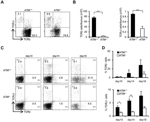 Figure 3. Both αβ and γδ T-cell developments are impaired in the ATM−/− thymus. (A) Dot plots for TCR-β and TCR-γδ expression gated on CD3-positive cells from ATM+/+ and ATM−/− thymi. Data are representative of 3 independent experiments. (B) Absolute numbers of TCR-β (left) and TCR-γδ (right)–positive T cells from ATM+/+ (n = 4) and ATM−/− (n = 6) thymi. Data are mean ± SE. ***P < .001. (C) BM progenitors were cultured with OP9-DLL1 cells supplemented with 5 ng/mL of Flt3L and 1 ng/mL of IL-7 for 18 days. Differentiated cells were harvested on indicated days and stained for surface TCR-β and TCR-γδ. Dot plots are gated on CD45-positive cells from ATM+/+ and ATM−/− BM progenitors at the indicated time points. Data are representative of 3 independent experiments. (D) Percentages of TCR-β and TCR-γδ-positive cells at the indicated time points. Data are mean ± SE. *P < .05. **P < .01.