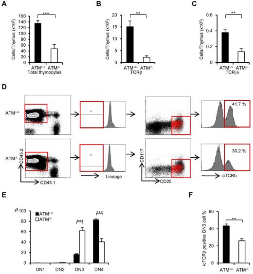Figure 4. Thymic stromal cells of ATM−/− mice support DN3a to DN3b transition normally. Bone marrow cells from ATM+/+ or ATM−/− mice (Ly5.2) were transferred into lethally irradiated ATM+/+ mice (Ly5.1). The thymi were harvested from the reconstituted recipient ATM+/+ (Ly5.1) mice at 4 weeks after BMT. (A-C) Total thymocytes, TCR-β–positive cells, and TCR-γδ–positive cells were calculated on CD45.2-positive cells. For each group, more than 3 mice were analyzed. (D) Flow cytometric data from ATM+/+ thymocytes (Ly5.1) reconstituted with ATM+/+ or ATM−/− BM progenitors (Ly5.2). Cells were gated on CD45.2-positive and lineage-negative fractions and analyzed for CD25 and CD117 marker expression. Histograms show icTCR-β positivity in the DN3 phase. DN3b cells as defined by icTCR-β positivity were back-gated to the DN3 fraction and are indicated as red dots. Data are representative of 3 independent experiments. (E) Percentages of DN1, DN2, DN3, and DN4 cells in ATM+/+ (Ly5.1) recipient mice that received either ATM+/+ or ATM−/− BM progenitors (Ly5.2). Cells were gated on CD45.2 and analyzed. (F) Percentages of icTCR-β–positive DN3b thymocytes in the DN3 fraction in ATM+/+ (Ly5.1) recipient mice transplanted and gated as in panel E are shown. Data are mean ± SE. **P < .01, ***P < .001.