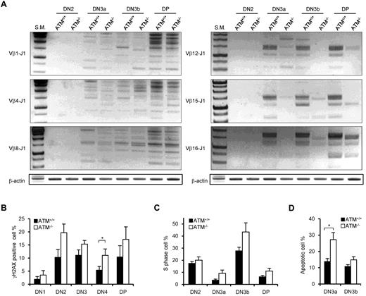 Figure 5. Nonequivalent TCR-β recombination and an increase in DNA DSBs in ATM−/− thymocytes. (A) Rearrangement status of TCR Vβ1-Jβ1, Vβ4-Jβ1, Vβ8-Jβ1,Vβ12-Jβ1, Vβ15-Jβ1, and Vβ16-Jβ1 in the DN2, DN3a, DN3b, and DP stages was analyzed by PCR. (B) γH2AX-positive cell percentages in the DN1 to DP phases by flow cytometry. (C) Percentage of cells in S phase determined by flow cytometric analysis for PI and EdU incorporation at the DN2 to DP stages in ATM+/+ (n = 3)and ATM−/− thymocytes (n = 4). (D) Apoptotic cell percentages determined by flow cytometric analysis for annexin V positivity in the DN3a and DN3b stages. Data are mean ± SE. *P < .05.