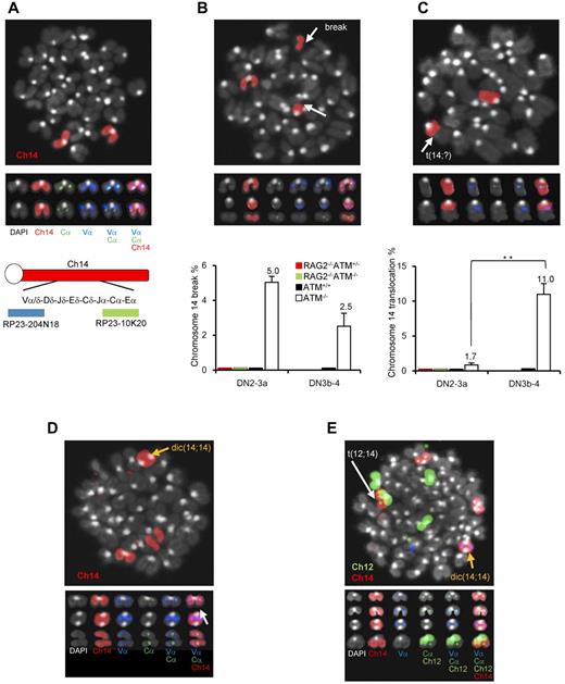 Figure 6. Chromosomal breaks at the TCR-αδ locus and translocations in T-cell progenitors lacking ATM. (A) Normal karyotype; FISH probe hybridized with 5′-TCR-α/δ (blue) and 3′-TCR-α/δ (green). Red represents the chromosomal paint probe for mouse chromosome 14. E indicates defined transcriptional enhancer elements. (B) Representative images of breaks between 5′TCR-α/δ (blue) and 3′TCR-α/δ (green) on chromosome 14 (red; top panel). The percentage of DN2/DN3a cells and DN3b-DN4 cells with a TCR-α/δ locus break is shown in a bar graph (bottom panel). Thymocyte maturation arrests at the DN2/DN3a stage in RAG2−/− mice; thus, DN3b-DN4 phase locus breaks cannot be measured. (C) Representative images of a chromosomal translocations (top panel). The percentage of cells with a chromosome 14 translocations is shown in a bar graph (bottom panel). y-axis indicates change to percentage chromosome 14 breaks and translocations. (D) Representative images of chromosomal abnormalities showing the TCR-α/δ locus on a dicentric chromosome 14 (yellow arrow) and breaks (white arrow). (E) Representative image of a chromosomal 12;14 translocation (white arrow) and a dicentric chromosome 14 (yellow arrow). Data are mean ± SE. **P < .01.