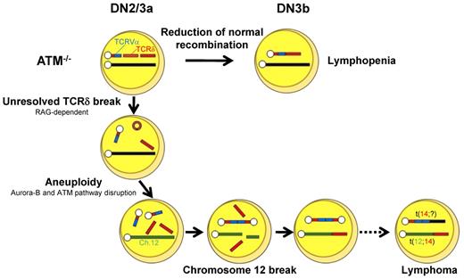 Figure 7. Model for thymocyte development lacking ATM. Schematic illustration for the impaired thymocyte development and creation of a translocation involving the TCR locus.