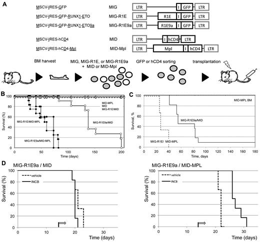 Figure 2. MPL cooperates with RUNX1-ETO in leukemia development in mice. (A) Experimental design. Top: diagram of retroviral constructs used in the transplantation experiment. Bottom: the transduction-transplantation assay. BM cells (circles) harvested from wild-type mice are cotransduced with MIG-R1E, MIG-R1E9a, or MIG, and MID or MID-Mpl retroviruses were GFP-sorted and transplanted into irradiated recipient mice. (B) Kaplan-Meier plot showing the survival of mice transplanted with BM cells transduced with MIG-R1E/MID-MPL (dashed line/circle, n = 5), MIG-R1E9a/MID-MPL (solid line, circle; n = 12), MIG-R1E9a/MID (solid line, open circle; n = 11), MIG-R1E/MID (dashed line, open circle; n = 8), MID-MPL (dotted line, circle; n = 4), and MID (dotted line; n = 4); mice were followed for 210 days (experimental endpoint). (C) Kaplan-Meier survival curve of secondary transplants from MIG-R1E/MID-MPL (dashed line; n = 5), MIG-R1E9a/MID (solid line, circle; n = 3) leukemic cells, and MID-MPL BM (dotted line; n = 4). (D) Kaplan-Meier survival curve of secondary transplantations with MIG-R1E9a/MID (left; n = 6) and MIG-R1E/MID-MPL (right line; n = 6) leukemic cells, treated with vehicle (dashed line) or INCB18242 (solid line), from day 14 after transplantation (arrow).