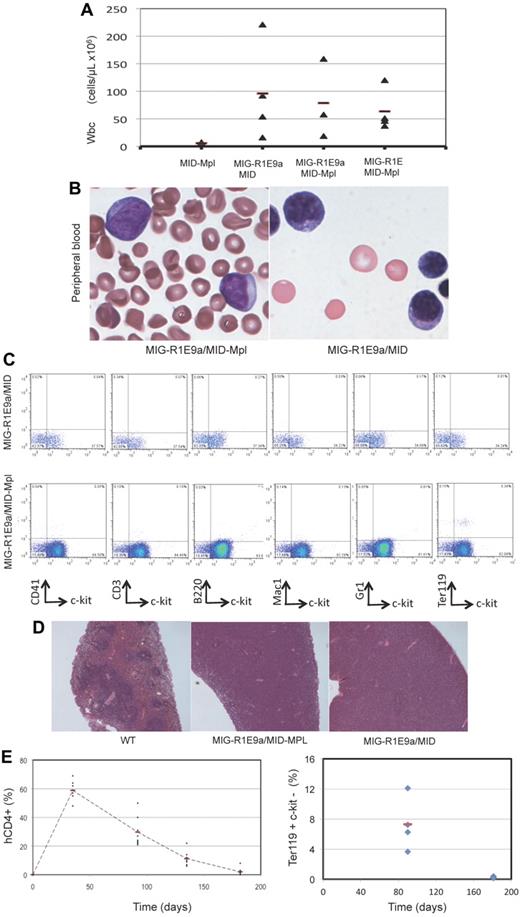 Figure 3. Pathology of RUNX1-ETO/MPL myeloid leukemia. (A) Quantification of peripheral blood WBCs from recipient mice expressing MID-Mpl, MIG-R1E9a/MID-MIG, MIG-R1E9a/MID-Mpl, and MIG-R1E/MID-Mpl. Individual values (triangle) and mean (line) are represented. (B) Representative immature cells detected in peripheral blood of MIG-R1E/MID-Mpl (left) and MIG-R1E-MID (right) leukemic mice; original magnification 100×. (C) Representative flow cytometric analysis of GFP(+)/hCD4(+) gated peripheral blood from MIG-R1E9a/MID (top) and MIG-R1E9a/MID-Mpl (bottom) leukemic mice, for lineage (CD41, CD3 B220, Mac1, Gr1, and Ter119) and leukemic cell marker (c-kit). (D) Spleen cross sections showing the architecture of wild-type (wt; 16 weeks old) spleen, and MIG-R1E9a/MID-Mpl (14 weeks old), and MIG-R1E/MID (26 weeks old) spleens from leukemic mice (original magnification ×50). (E) Time course analysis of erythroid progenitors in peripheral blood of recipients transduced with MID-Mpl (n = 8). The percentage of donor cells hCD4(+) cells expressing Mpl (left) and Ter119(+) (right) cells.