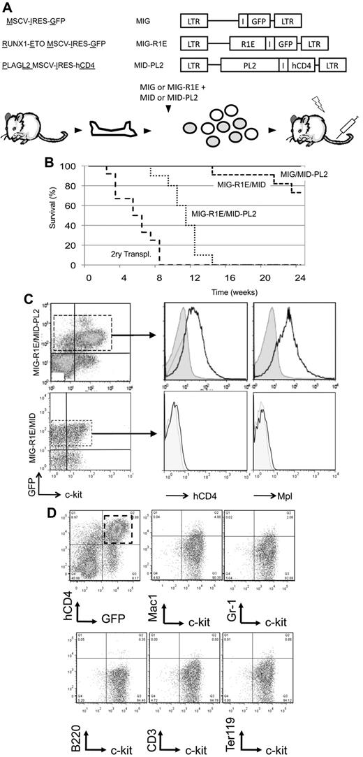 Figure 4. Endogenous Mpl activated by PL2 induces AML in cooperation with R1E in mice. (A) Experimental design. Top: schematic representation of retroviral constructs used in the transplantation assay. Bottom: the transduction-transplantation assay. BM cells (circles) harvested from wild-type mice are cotransduced with either MIG or MIG-R1E and MID or MID-PL2 retroviruses, and transplanted into 4- to 8-week-old irradiated recipient mice. (B) Kaplan-Meier plot showing survival curve of mice transplanted with MIG-R1E/MID-PL2 (dotted line; n = 11), MIG-R1E/MID (short dashed line; n = 12), MIG/MID-PL2 (gray line; n = 8), and MIG (solid line, n = 8) transduced BM cells; secondary transplantations of MIG-R1E/MID-PL2 leukemic cells (long dashed line; n = 12); experimental end point: 24 weeks. (C) Flow cytometric analysis of hCD4 (cells expressing PL2) and Mpl receptor expression in GFP-gated peripheral blood leukemic cells from MIG-R1E/MID-PL2 (top) and MIG-R1E/MID (bottom) mice compared with untransduced cells (gray shaded). (D) Flow cytometric analysis of the expression of lineage and c-kit markers in (GFP(+)hCD4(+)–gated cells from MIG-R1E/MID-PL2 mice.