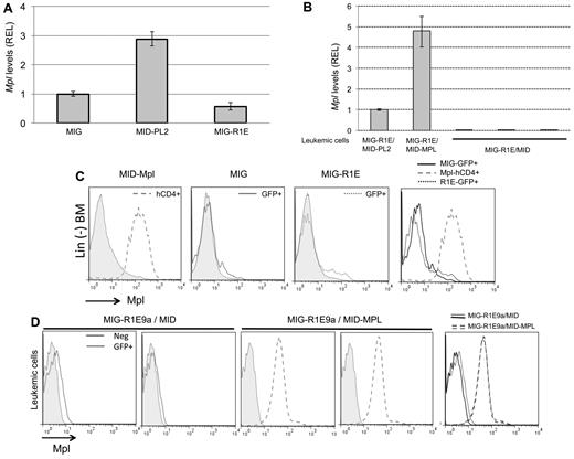 Figure 5. The expression of Mpl is not regulated by R1E. (A) Relative expression levels (REL) of Mpl transcript in cDNA from GFP(+)-sorted BM progenitors transduced with MIG, MID-PL2, or MIG-R1E, using qRT-PCR and normalized to the average of MIG sample; experiments were performed in triplicate. (B) Relative expression levels (REL) of Mpl transcript in cDNA from GFP(+)-sorted MIG-R1E/MID-PL2, MIG-R1E/MID-MPL, and MIG-R1E/MID (n = 3) leukemic cells, using qRT-PCR and normalized to MIG-R1E/MID-Pl2; experiments were performed in triplicate. (C) Epression of Mpl in cell surface of hCD4(+)- or GFP(+)-gated Lin(−) BM cells pretransduced with MID-MPL (left), MIG (middle left), and MIG-R1E (middle right) retroviruses was determined by flow cytometry, and compared with untransduced BM cells (gray shaded). Mpl ecpression in transduced cells is shown in left panel. (D) Expression of MPL in cell surface of GFP(+) MIG-R1E9a/MID (n = 2, left panels) and MIG-R1E/MID-MPL (n = 2, middle panels) leukemic cells was determined by flow cytometry, and compared with untransduced BM cells (gray shaded). Mpl expression in transduced cells is shown in left panel.