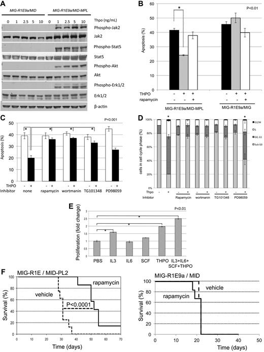 Figure 6. Leukemic cells expressing R1E and Mpl are sensitive to THPO signaling through Jak2/Pi3k/Akt. (A) Western blot analysis of signaling proteins activated by Mpl. MIG-R1E/MID (not expressing Mpl) and MIG-R1E/MID-MPL leukemic cells were stimulated with 0, 1, 2.5, 5, and 10 ng/mL THPO after serum starvation. Expression of phospho-Jak2, Jak2, phospho-Stat5, Stat5, phospho-Akt1, Akt1, phospo-Erk1/2, and Erk1/2 was tested by immunoblot analysis. (B) Apoptosis analysis (annexin V(+), 7-AAD-) of MIG-R1E/MID-MPL and MIG-R1E/MID leukemic cells estimated after 48-hour treatment with PBS (black), Thpo (gray), or Thpo and rapamycin (white); P < .01 (*), Student t test). (C) Apoptosis analysis (annexin V(+), 7-AAD-) of MIG-R1E/MID-MPL leukemic cells estimated after 48-hour treatment with PBS (white) or Thpo (black) with pretreatment of no inhibitor (none) or inhibitors for mTor (rapamycin), PI3K (wortmanin), Jak2 (TG101348), and MEK (PD98059). Experiments were performed in quadruplicate; P < .001 (*), Student t test. (D) Cell-cycle analysis (propidium-iodine staining) of MIG-R1E9a/MID-MPL treated as in panel C; subG1 (gray), G0/1 cells (dark gray), S phase cells (white), and G2/M cells (black); P < .001 Student t test), (*). (E) Proliferation assays of MIG-R1E/MID-MPL leukemic cells after 48-hour culture with IL-3 (6 ng/mL), IL-6 (1 ng/mL), SCF (10 μg/mL), Thpo (20 ng/mL), or the combination of cytokines; each in triplicate. P < .001 (*), Student t test. (F) Kaplan-Meier survival curve of transplantations of MIG-R1E9a/MID-PL2 (left) and MIG-R1E9a/MID (right) leukemic cells in mice injected with mTOR inhibitor rapamycin (solid line, n = 8) or vehicle (dashed line, n = 8). P < .0001 log-rank test.
