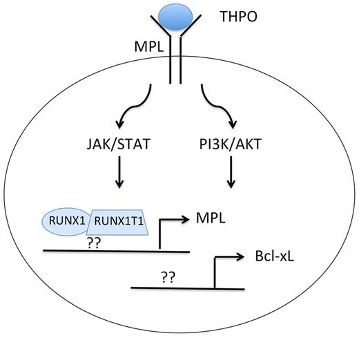 Expression of the RUNX1-RUNX1T1 fusion protein leads to up-regulation of MPL and Bcl-xL in AML with t(8;21). Whether the fusion protein directly binds and up-regulates expression of MPL and Bcl-xL or whether it suppresses expression of transcriptional repressors is unclear. Note that t(8;21) AML, unlike myeloproliferative neoplasms, requires THPO for enhanced JAK/STAT and PI3K/AKT signaling through wild-type MPL.