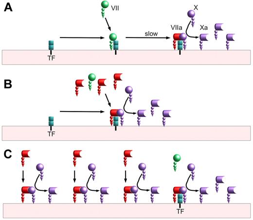 Factor VIIa activation of factor X. (A) Baseline mechanism: On a lipid surface, factor VII binds to tissue factor (TF) and is slowly activated, either by the 1% of plasma factor VII that is activated or by factor Xa generated by other VIIa/TF complexes. This VIIa/TF complex activates factor X to factor Xa before ultimately being shut off by tissue factor pathway inhibitor (TFPI; not shown). (B) Tissue factor–dependent (competition) mechanism: On a lipid surface, factor VIIa can compete with factor VII for binding to TF. The VIIa/TF complexes can immediately begin activating factor X without requiring a slow activation step. The VIIa/TF complexes can also activate any TF-bound factor VII, further speeding factor X activation. (C) Tissue factor–independent mechanism: In addition to binding to tissue factor, factor VIIa can bind lipid surfaces and convert factor X to factor Xa. This reaction is much slower than the reaction of TF-bound factor VIIa; however, the amount of surface-bound factor VIIa may exceed the amount of TF-bound by orders of magnitude. This reaction is also limited by the amount of available surface. Unlike factor VIIa in a TF complex, factor VIIa without TF is not inhibited by TFPI.