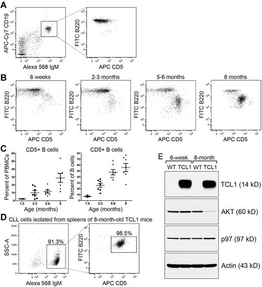Figure 1. CLL cells purified from spleens of 8-month-old Eμ-TCL1 mice express reduced amounts of AKT. (A) PBMCs isolated from 8-month-old wild-type mice were stained with CD19-APC-Cy7, IgM-Alexa568, CD5-APC, B220–Alexa 488, and DAPI. Live PBMCs were analyzed for CD5+/B220+ CLL cells on gated CD19+/IgM+ B-cell populations. Data are representative of 3 independent experiments. (B) PBMCs isolated from Eμ-TCL1 mice of different age groups were stained with CD19-APC-Cy7, IgM–Alexa 568, CD5-APC, B220–Alexa 488, and DAPI. Live PBMCs were analyzed for CD5+/B220+ CLL cells on gated CD19+/IgM+ B-cell populations. Data are representative of more than 4 independent experiments. (C) CD5+/B220+ CLL were plotted against PBMCs or CD19+/IgM+ B cells. Each dot represents an individual mouse, and horizontal bars indicate means of at least 4 experiments. (D) IgM+ cells purified from spleens of Eμ-TCL1 mice were analyzed for the presence of CD5+/B220+ CLL cells. Data are representative of 3 independent experiments. (E) Lysates from CD5-/B220+ B cells of 6-week-old wild-type (WT) and Eμ-TCL1 mice (lanes 1 and 2), from CD5-/B220+ B cells of 8-month-old wild-type mice (lane 3), and from CD5+/B220+ CLL cells of 8-month-old Eμ-TCL1 mice (lane 4) were immunoblotted for TCL1, AKT, p97, and actin. Results shown in each immunoblot are representative of 3 independent experiments. For each experiment, CD5−/B220+ B cells, CD5−/B220+ Eμ-TCL1 B cells, and CD5+/B220+ CLL cells were purified and pooled from at least 2 spleens of mice with indicated genotypes.
