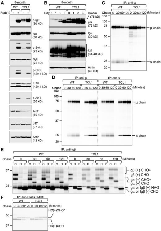 Figure 4. CLL cells from Eμ-TCL1 mice express a constitutively active BCR, which may be a result of altered glycosylation of the BCR. (A) Wild-type B cells and CLL cells isolated from 8-month-old wild-type and Eμ-TCL1 mice were cultured in the presence of LPS for 3 days. Their BCR is subsequently activated by F(ab′)2 fragments of the goat anti–mouse IgM Ab for 2 minutes. Cells were immediately lysed for analysis by immunoblots using Abs against indicated molecules. Data shown in each immunoblot are representative of 3 independent experiments. For each experiment, CD5−/B220+ wild-type B cells and CD5+/B220+ Eμ-TCL1 CLL cells were purified and pooled from at least 2 mouse spleens. (B) Wild-type B cells and CLL cells isolated from 8-month-old wild-type and Eμ-TCL1 mice were stimulated with LPS for indicated days and lysed for analysis by immunoblots using Abs to immunoglobulin μ heavy chain, Igα, Igβ, and actin. Data shown in each immunoblot are representative of 3 independent experiments. For each experiment, CD5-/B220+ wild-type B cells and CD5+/B220+ Eμ-TCL1 CLL cells were purified and pooled from at least 2 mouse spleens. (C) Wild-type B cells and Eμ-TCL1 CLL cells purified from 8-month-old mice were radiolabeled for 15 minutes, chased for the indicated time, and lysed. Intracellular IgM was immunoprecipitated from the lysates using an anti-μ Ab, and analyzed on an SDS-PAGE gel. Data are representative of 3 independent experiments. For each experiment, wild-type B cells and Eμ-TCL1 CLL cells were purified and pooled from 2 mouse spleens. (D) Similarly, extracellular sIgM was immunoprecipitated from culture media using an anti-μ or an anti-κ Ab and analyzed by SDS-PAGE. Data are representative of 3 independent experiments. (E) Using similar lysates as those in panel C, we performed immunoprecipitations using an anti-Igβ Ab to retrieve the Igα/Igβ heterodimers. Immunoprecipitated proteins were eluted from the beads and treated with endo-H or PNGase F before analysis by SDS-PAGE. CHO, CHO*, NAG represent high mannose-type glycans, complex-type glycans, and N-acetylglucosamines, respectively. Data are representative of 3 independent experiments. (F) Similar lysates (as panel C) were immunoprecipitated using an Ab against the class I MHC heavy chain (HC), and immunoprecipitates were analyzed by SDS-PAGE. Data are representative of 3 independent experiments.