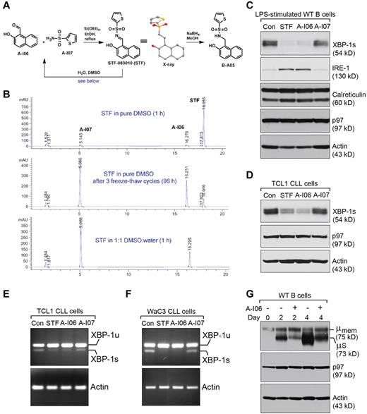 Figure 5. A-I06 suppresses the expression of functional XBP-1, and A-I06–treated B cells phenocopy B cells deleted with XBP-1 gene. (A) Structures and chemical synthesis of A-I06, A-I07, STF-083010, and B-A05, including the x-ray structure of STF-083010 with hydrogens omitted for clarity. (B) Assessment of STF-083010 aqueous stability using RP-HPLC. Injection of the freshly prepared DMSO stock solution of crystalline STF-083010 showed only minimal decomposition. STF-083010 subjected to multiple freeze-thaw cycles showed significant breakdown. Dissolution of STF-083010 in a 1:1 DMSO:water mixture resulted in complete conversion to A-I06 and A-I07 after 1 hour. Results shown here are representative of 3 independent experiments. (C) Wild-type B cells were stimulated with LPS (20 μg/mL) for 48 hours to allow the expression of XBP-1, and subsequently treated with DMSO (control), STF-083010 (50μM), A-I06 (50μM), or A-I07 (50μM) for 24 hours. Cells were lysed and analyzed for the expression of XBP-1, IRE-1, calreticulin, p97, and actin by immunoblots using specific Abs. Data shown in immunoblots are representative of 3 independent experiments. For each experiment, wild-type B cells were purified and pooled from 2 mouse spleens. (D) CLL cells isolated from 8-month-old Eμ-TCL1 mice were cultured in the presence of LPS. Simultaneously, these cells were treated with DMSO (control), STF-083010 (50μM), A-I06 (50μM), or A-I07 (50μM) for 48 hours. Cells were lysed and analyzed for the expression of XBP-1, p97, and actin by immunoblots using specific Abs. Data shown in immunoblots are representative of 3 independent experiments. For each experiment, CLL cells were purified and pooled from 2 Eμ-TCL1 mouse spleens. (E) CLL cells isolated from 8-month-old Eμ-TCL1 mice were cultured in the presence of LPS. Simultaneously, these cells were treated with DMSO (control), STF-083010 (50μM), A-I06 (50μM), or A-I07 (50μM) for 48 hours. Cells were lysed in TRIzol reagent to extract RNA. Unspliced and spliced forms of mouse XBP-1 mRNA, and mouse actin mRNA were detected by reverse transcription followed by PCR using specific primers. Results are representative of 3 independent experiments. For each experiment, CLL cells were purified and pooled from 2 Eμ-TCL1 mouse spleens. (F) WaC3 cells were treated with DMSO (control), STF-083010 (50 μM), A-I06 (50μM), or A-I07 (50μM) for 72 hours, and subsequently lysed for RNA extraction. Unspliced and spliced forms of human XBP-1 mRNA, and human actin mRNA were detected by reverse transcription followed by PCR using specific primers. Results are representative of 3 independent experiments. (G) Wild-type B cells were cultured in the presence of LPS and A-I06 (50μM) for indicated times and lysed for analysis by immunoblots using Abs against μ heavy chain, p97 and actin. Data shown in immunoblots are representative of 3 independent experiments. For each experiment, wild-type B cells were purified and pooled from 2 mouse spleens.