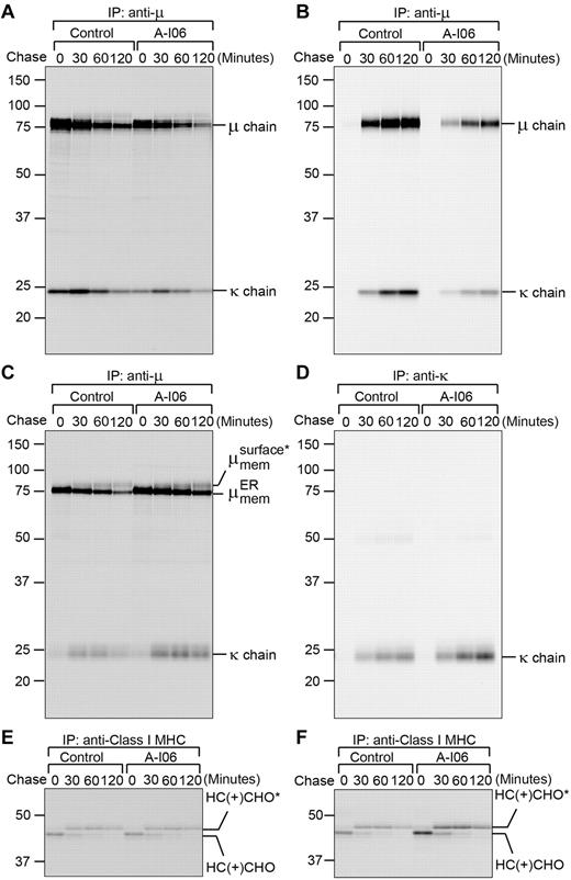 Figure 6. A-I06 inhibits the synthesis of secretory μ chains, but not membrane-bound μ chains, free κ chains, and membrane-bound class I MHC heavy chains (HC); A-I06 does not affect protein transport. (A-B) Wild-type B cells were stimulated with LPS for 2 days and subsequently treated with A-106 (50μM) for an additional day. Untreated control and A-I06–treated cells were radiolabeled for 15 minutes, chased for the indicated time, and lysed. Intracellular and extracellular IgM were immunoprecipitated from (A) lysates and (B) culture media, respectively, using an anti-μ Ab. Immunoprecipitates were analyzed on a SDS-PAGE gel. Data are representative of 2 independent experiments. For each experiment, wild-type B cells were purified and pooled from 2 mouse spleens. (C-D) To reveal the effect of A-I06 on mIgM, B cells purified from μS−/− mouse spleens were stimulated with LPS for 2 days and subsequently treated with A-I06 (50μM) for an additional day. Untreated control and A-I06–treated cells were radiolabeled for 15 minutes, chased for the indicated time, and lysed. (C) Intracellular mIgM was immunoprecipitated from lysates using an anti-μ Ab. (D) Secreted free κ chains were immunoprecipitated from culture media using an anti-κ Ab. Immunoprecipitates were analyzed on an SDS-PAGE gel. *Complex-type glycan modifications. Data are representative of 2 independent experiments. For each experiment, μS−/− B cells were purified and pooled from 2 mouse spleens. (E) Similar wild-type B-cell lysates as those in panel A were immunoprecipitated using an anti-class I MHC HC Ab and analyzed by SDS-PAGE. CHO and CHO* represent high mannose-type glycans and complex-type glycans, respectively. Data are representative of 2 independent experiments. For each experiment, wild-type B cells were purified and pooled from 2 mouse spleens. (F) Similar μS−/− B-cell lysates as those in panel C were immunoprecipitated using an anti–class I MHC HC Ab and analyzed by SDS-PAGE. Data are representative of 2 independent experiments. For each experiment, μS−/− B cells were purified and pooled from 2 mouse spleens.