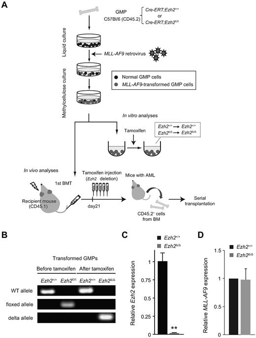 Figure 1. Induced deletion of Ezh2 in MLL-AF9–transformed GMPs. (A) Schematic diagram of the experimental process. GMPs purified from Cre-ERT;Ezh2+/+ or Cre-ERT;Ezh2fl/fl mice were transduced with MLL-AF9 and cultured in methylcellulose medium. For deletion of Ezh2 in vitro, MLL-AF9–transformed GMPs were transferred to liquid medium containing 200nM 4-OHT. MLL-AF9–transformed GMPs were also transplanted into lethally irradiated recipient mice together with wild-type BM cells for radioprotection. For deletion of Ezh2 in vivo, 100 μL of tamoxifen (10 mg/mL) was IP injected once a day for 5 consecutive days at 3 weeks after transplantation. For serial transplantation assays, CD45.2+ leukemic cells were sorted from primary recipient mice with overt leukemia and transplanted into sublethally irradiated secondary recipient mice. (B) Efficient deletion of Ezh2 in MLL-AF9–transformed GMPs detected by genomic PCR. Representative genomic PCR showing the deletion of Ezh2 in Cre-ERT;Ezh2fl/fl MLL-AF9–transformed GMPs after culture in the presence of 200nM 4-OHT for 24 hours. “WT,” “floxed,” and “Δ” alleles indicate the wild-type allele, floxed Ezh2 allele, and floxed Ezh2 allele after removal of exons 18 and 19 by Cre recombinase, respectively. (C) Expression of Ezh2 in MLL-AF9–transformed GMPs in culture after Ezh2 deletion. mRNA levels of Ezh2 were evaluated by qRT-PCR and normalized to Hprt1 expression. Data are shown as the means ± SD for triplicate analyses. **P < .01. (D) Expression of MLL-AF9 in MLL-AF9–transformed GMPs in culture after Ezh2 deletion. mRNA levels of MLL-AF9 were evaluated by qRT-PCR and normalized to β-actin (Actb) expression. Data are shown as the means ± SD for triplicate analyses.