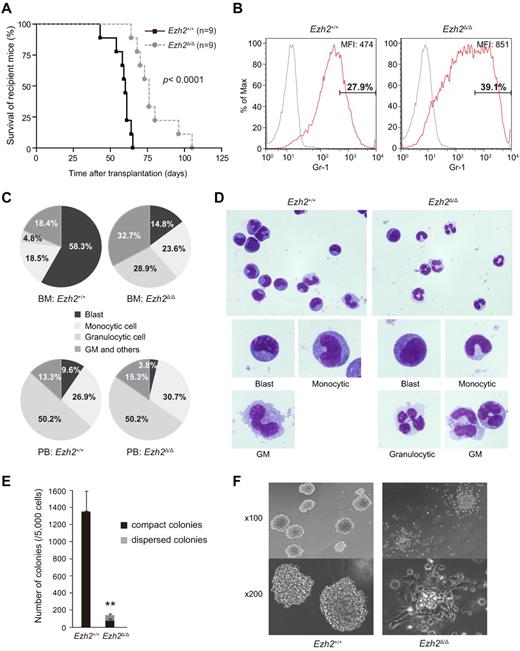 Figure 3. Deletion of Ezh2 induces the differentiation of AML cells and prolongs the survival of diseased mice. (A) Overall survival of mice injected with 4 × 105 Ezh2+/+ or Ezh2Δ/Δ MLL-AF9–transformed cells compared by Kaplan-Meier analysis (n = 9). **P < .01. (B) Flow cytometric analysis of CD45.2+ leukemic cells from BM of recipient mice. The profiles of Gr-1 expression are presented in histograms and the frequencies of the Gr-1hi fractions and the mean fluorescence intensity (MFI) are also indicated. Representative data from multiple experiments are shown. (C) Pie graphs illustrating the relative frequency of blasts, monocytic cells, granulocytic cells, and granulocytic/monocytic (GM) cells (cells with characteristics of both granulocytes and monocytes) in CD45.2+ leukemic cells from BM and PB of moribund mice with advanced leukemia. Cells were cytospun onto glass slides and Wright-Giemsa stained. The frequencies were calculated by counting 500 cells 3 times and the average values are depicted. (D) Representative morphology of leukemic cells from BM in panel C. Magnification ×400 (top panels), ×1000 (bottom panels). (E) Colony assay of leukemic cells from BM of recipient mice with overt leukemia. CD45.2+ BM cells (5000 cells each) with indicated genotypes were plated in methylcellulose medium containing 50 ng/mL of SCF, 10 ng/mL of FP6, 10 ng/mL of GM-CSF, and 10 ng/mL of IL-3. The black and gray bars represent compact and dispersed colonies, respectively. The data are shown as the means ± SD for triplicate analyses. **P < .01. Magnification ×100 (top panels), ×200 (bottom panels). (F) Representative colonies in panel E observed under an inverted microscope at the indicated magnifications.