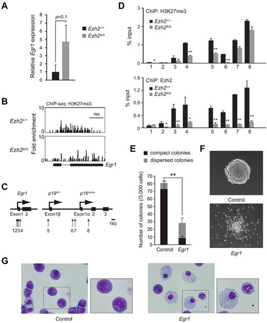 Figure 6. Overexpression of Egr1, one of the direct targets of Ezh2, promotes the differentiation of AML. (A) Expression of Egr1 in Lin−Sca-1−c-Kit+FcγRII/IIIhi BM leukemic cells isolated from primary recipient mice. mRNA levels of Egr1Z were evaluated by qRT-PCR and normalized to Hprt1 expression. Data are shown as the means ± SD for analyses from 3 different mice. (B) The H3K27me3 signal map at the Egr1 locus detected by the ChIP-seq analysis using an anti-H3K27me3 Ab. (C) Schematic diagram of the Egr1 and Ink4a/Arf loci indicating their genomic structures. Exons are demarcated by black boxes. Regions amplified from the precipitated DNA by site-specific quantitative PCR are indicated by arrows. (D) Q-ChIP analyses of CD45.2+ BM leukemic cells from recipient mice of primary transplantation. Black and gray bars represent Ezh2+/+ and Ezh2Δ/Δ cells, respectively. Abs specific to the H3K27me3 (top panel) or Ezh2 (bottom panel) were used. There were no detectable or very low levels of background signals with IgG isotype controls at all amplified regions. Percentages of input DNA are shown as the means ± SD for triplicate analyses. Data shown are representative of 2 independent experiments. **P < .01, *P < .05. (E) Colony-forming capacity of MLL-AF9–transformed GMPs overexpressing Egr1. MLL-AF9–transformed Cre-ERT;Ezh2+/+ GMPs were transduced with Egr1 or control retroviruses and purified by cell sorting using green fluorescent protein as a marker. Sorted cells (3000 cells each) were plated in methylcellulose medium containing 50 ng/mL of SCF, 10 ng/mL of FP6, 10 ng/mL of GM-CSF, and 10 ng/mL of IL-3. The black and gray bars represent compact and dispersed colonies, respectively. The data are shown as the means ± SD for triplicate analyses. **P < .01. (F) Morphology of colonies generated in panel E. Representative colonies observed under an inverted microscope. Magnification ×200. (G) Typical cell morphology of MLL-AF9–transformed GMPs overexpressing Egr1 after 3 days of culture in methylcellulose medium in panel E. Cells were cytospun onto glass slides and observed after Wright-Giemsa staining. Magnified images of the cells boxed are depicted in the insets. Magnification ×400 and ×1000 (insets).