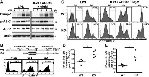Figure 1. ASK1 enhances apoptosis during the generation of short-lived plasma cells. (A) ASK1 is activated during the generation of short-lived plasma cells. Splenic B cells treated with LPS (2 μg/mL) or the combination of IL-21 (100 ng/mL), αCD40 (5 μg/mL), and αIgM (10 μg/mL) for various periods were subjected to immunoblotting with the indicated antibodies. Actin was used as the loading control. Phosphorylated ASK1 is denoted as p-ASK1. (B) Ectopic expression of ASK1 promotes apoptosis of short-lived plasma cells. Murine splenic B220+ B cells stimulated with IL-21, αCD40, and αIgM were transduced with retroviral vectors producing either WT or CA ASK1 or with a mock virus (pGC) followed by annexin V staining and FACS to measure apoptosis in the yfp+B220lowCD138+ gate at 2 days after transduction. The diagram above the histograms shows the linear domain map of ASK1. (C) Plasma cells gated from the stimulated Ask1 KO splenic B-cell culture show decreased apoptosis. B220+ splenic B cells isolated from WT or Ask1 KO mice were cultured with LPS or the combination of IL-21, αCD40, and αIgM for various periods. The extent of apoptosis of B220lowCD138+ plasma cells was analyzed by annexin V+ staining. (D-E) Increased NP-specific antibody-secreting cells were detected in the spleen (D) or bone marrow (E) of Ask1 KO mice. Splenocytes or bone marrow cells from WT and Ask1 KO mice harvested at 1 week (D) and 6 weeks (E) after NP-Ficoll (D) or NP–keyhole limpet hemocyanin (E) immunization were used to quantify NP-specific IgM-secreting (D) or IgG-secreting (E) cells by ELISPOT analysis. Each closed or open circle represents an individual WT or Ask1 KO mouse (D: n = 5; E: n = 4). *P < .05.