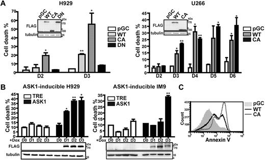 Figure 3. ASK1 triggers apoptosis in human MM cell lines. (A) Ectopic expression of ASK1 increases death of H929 and U266 cells. Retroviral vector producing FLAG-tagged WT, CA, or dominant-negative (DN) ASK1 or the control vector, pGC, was transduced into H929 (left) and U266 (right) cells. The transduced cells were sorted according to the expression of yfp at 1 day after transduction and cultured for the days indicated. The percentage of cell death was determined by trypan blue exclusion. Immunoblotting with anti-FLAG shows the expression of transduced proteins. Tubulin was used as an internal control. (B) Tet-on-inducible stable H929 and IM9 transfectants were treated with Dox (1 μg/mL) for 3 days to induce ASK1 expression. Percentage of cell death was determined by trypan blue exclusion with the use of cells harvested on various days after Dox treatment, and the expression of inducible ASK1 was evaluated by immunoblotting using anti-FLAG. Results represent mean ± SD (n = 3). (C) Ectopic expression of ASK1 causes apoptosis of H929 cells. H929 cells were transduced with retroviral vector to produce WT ASK1 (black line), CA ASK1 (gray line), or pGC control vector (gray fill) for 3 days. The apoptotic cells in the yfp+ gate were determined by annexin V staining. Results are from 1 experiment and are representative of 3 independent experiments. *P < .05, **P < .01.