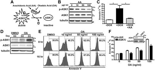 Figure 4. Modulation of ASK1 activity affects MM cell survival. (A) Schematic representation of the mechanism by which PP5 regulates ASK1 activity. (B) ASK1-inducible H929 cells simultaneously treated with the indicated doses of AA and Dox (1 μg/mL) for 48 hours were harvested for lysate preparation, followed by immunoblotting with the indicated antibodies. Tubulin was used as an internal control. Phosphorylated ASK1 is denoted as p-ASK1. (C) ASK1-inducible H929 cells treated without Dox (−Dox), with Dox (+Dox; 1 μg/mL), or with Dox plus AA (+Dox at 1 μg/mL +AA at 10 μg/mL) for 72 hours were subjected to annexin V staining. Results show the percentage of annexin V+ cells and are the mean ± SD (n = 3). *P < .05. (D) H929 cells treated with OA (10 ng/mL) for 2 or 3 days or treated with the solvent (DMSO, control) for 3 days were subjected to immunoblotting with the indicated antibodies. (E) Human primary plasma cells from patients with MM isolated with CD138+ beads were treated with OA at the indicated doses or with DMSO (control) and were harvested 8 or 16 hours later for annexin V staining. Data are for 1 patient and are representative of data from 3 patient samples. (F) H929 cells were transfected by electroporation with an siRNA against ASK1 mRNA (ASK1i) or a control siRNA (ctrli). After 24 hours, a portion of cells were harvested for immunoblotting to ensure the knockdown of ASK1. Cells were then treated with 10, 50, or 100 ng/mL OA or with DMSO (0 ng/mL of OA) for an additional 24 hours, followed by annexin V staining. Results show the percentage of annexin V+ cells and are the mean ± SD (n = 2). **P < .01.