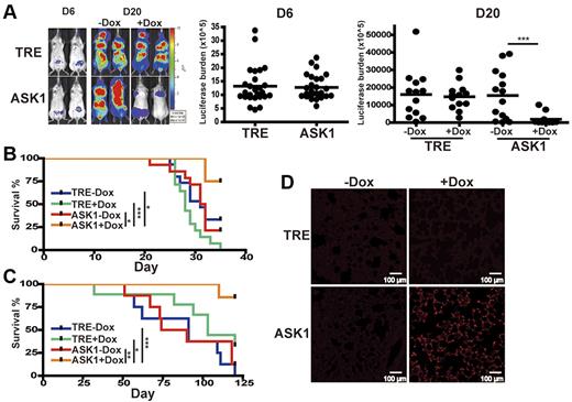 Figure 5. Induction of ASK1 reduces MM cell proliferation and prolongs survival in an MM xenograft model. (A) Induction of ASK1 inhibits MM cell proliferation. Luciferase-expressing ASK1-inducible IM9 transfectant (ASK1) or control TRE transfectant (TRE) were intravenously injected into sublethally irradiated SCID mice. Xenografted mice were orally administrated doxycycline (+Dox) by gavage (1 mg in 1 mL per mouse) and in drinking water (0.2 mg/mL Dox) at 6 days after engraftment or left untreated (−Dox). Bioluminescence was measured after injection with D-luciferin intraperitoneally on the days indicated, followed by image acquisition. Thirteen mice were used for each group. Data were acquired for individual mice that received a xenograft, and the horizontal bars indicate the median of each group. (B-C) Induction of ASK1 prolongs animal survival. Kaplan-Meier survival curve of mice engrafted with luciferase-expressing ASK1-inducible IM9 transfectants (B) or luciferase-expressing ASK1-inducible H929 transfectants (C). (D) Induction of ASK1 increases apoptosis of MM cells in vivo. Paraffin-embedded lung sections from luciferase-expressing ASK1-inducible–engrafted mice or control TRE H929 transfectant–engrafted mice treated with or without Dox at 20 days after engraftment were subjected to TUNEL assay. *P < .05, **P < .01, ***P < .001.