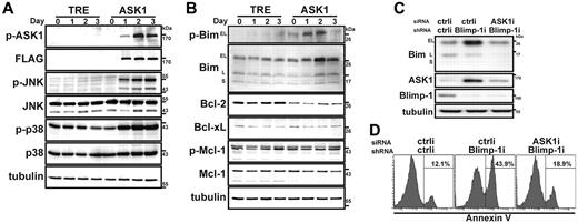 Figure 6. ASK1 induces the activation of JNK and p38 MAPK and increases Bim expression. (A) Induction of ASK1 enhances activation of JNK and p38 MAPK. ASK1-inducible (ASK1) and control (TRE) H929 transfectants treated with Dox (1 μg/mL) were harvested on the days indicated, followed by immunoblotting of cell lysates with the indicated antibodies. Tubulin was used as an internal control. Each lowercase p indicates a phosphorylated protein. (B) Induction of ASK1 increases the expression of total Bim and enhances the phosphorylation of BimEL at residue S65. Lysates used in the experiments for panel A were used for immunoblotting with the indicated antibodies. (C) ASK1 is required for the Blimp-1 knockdown–mediated elevation of Bim level. H929 cells were transfected by electroporation with an siRNA that targeted ASK1 mRNA (ASK1i) or a nonspecific control siRNA (ctrli). After 24 hours, cells were transduced by a lentiviral vector to produce an shRNA against Blimp-1 (Blimp-1i) or a scrambled sequence (ctrli) for an additional 4 days. Cells were then harvested for lysate preparation, followed by immunoblotting with the indicated antibodies. (D) ASK1 is required for Blimp-1 knockdown–mediated apoptosis. H929 cells depleted of Blimp-1 or depleted of ASK1 and Blimp-1, as described in panel C, were subjected to annexin V staining followed by flow cytometric analysis.