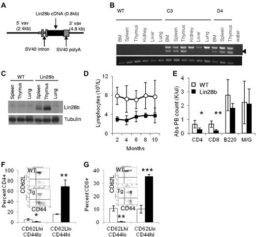 Figure 1. Expression of Lin28b leads to lymphopenia in transgenic mice. (A) Schematic of Vav expression vector used to generate transgenic mice. (B) Expression of the Lin28b transgene. Top panel: spliced transgenic Lin28b mRNA (arrowhead); the upper band seen in all transgenic tissues is due to amplification of unspliced, contaminating genomic DNA. Bottom panel: Actb used as a loading control. (C) Western blot for Lin28b protein in hematopoietic tissues of Lin28b mice. (D) Serial lymphocyte counts in the peripheral blood of WT and Lin28b-transgenic mice (n = 11). P < .01 for each time point. (E-F) Leukocyte subsets in peripheral blood (E; n = 5) and spleen (F; n = 3). M/G indicates myeloid cells that stain for the antigens Mac1 and Gr-1. (G-H) Percent of naive (CD62L+CD44−) and effector memory (CD62L−CD44+) CD4 (G) and CD8 (H) cells in peripheral blood from WT or Lin28b mice (n = 3). *P < .05; **P < .01; ***P < .001. WT is indicated by open circles or white bars; Lin28b, black squares or bars.