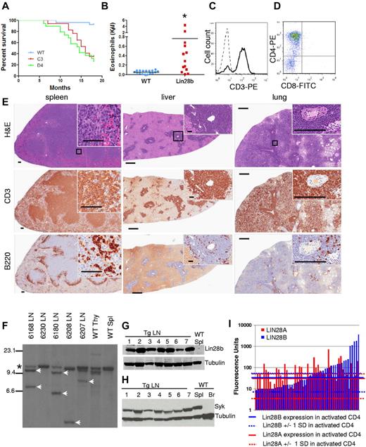 Figure 3. Lin28b-transgenic mice develop T-cell tumors. (A) Survival of Lin28b mice from C3 (n = 17) and D4 (n = 19) founders compared with WT littermate controls (n = 27). Median survival was 14.5 and 16 months for the D4 and C3 lines, respectively, P < .0001 compared with WT controls by log-rank test. (B) Eosinophil counts from PTCL mice with a mean age of 12 months compared with WT mice, also mean age 12 months. *P < .05. (C-D) CD3 staining of tumor cells (C; dashed line, isotype control; solid line, CD3) and CD4 positivity of tumor cells from mouse 6180 (D). (E) Immunohistochemistry of tissues from mouse 6180. Scale bars for the spleen indicate 500 μm (low magnification) and 50 μm (high magnification inset). Scale bars for the liver and lung indicate 500 μm (low magnification) and 200 μm (high magnification inset). Black square indicates area enlarged for inset. (F) Southern blot for Tcrb gene rearrangements. SstI-restricted genomic DNA, hybridized to a TCRb probe *Germline band; white arrows, nongermline-rearranged bands. (G) Immunoblot for Lin28b expression. Lanes 1-7, Lin28b tumor no. 6266, 6222, 6226, 6297, 6316, 6358, and 6549 with WT spleen as the negative control. (H) Immunoblot for Syk expression. Lanes 1 through 7, Lin28b tumors 6266, 6222, 6226, 6297, 6316, 6358, and 6569; lane 8, WT spleen (positive control); lane 9, WT brain (negative control). (I) LIN28A and LIN28B expression in patients with PTCL34 compared with mean values of activated CD4+ (aCD4) T cells (n = 4). Solid blue (LIN28B) and solid red (LIN28A) lines represent means for activated CD4+ T cells; dashed lines represents 1 SD from these means. Each bar represents 1 PTCL patient; data are presented on a logarithmic scale.