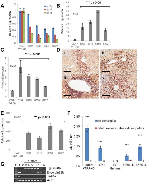 Figure 5. A Lin28b-regulated inflammatory pathway in vivo. (A) Expression of let-7a, let-7f, and let-7g (determined by TaqMan assays) in tumors from mice with PTCL compared with CD4+ WT splenocytes. Values shown are means ± SEM. All P values for the tumor samples were < .001 except 6297 for let-7a, which was P < .01. (B-C) Comparison as in panel A for Il6 (B) and Myc (C) mRNA. Values shown are means ± SEM. (D) Immunohistochemistry demonstrates nuclear NF-κB (p65) staining in the infiltrated livers of mice with PTCL: 6168 (i), 6226 (ii), 6297 (iii), and 6358 (iv). Scale bar indicates 100 μm. (E) Expression of the NF-κB target gene Ccl7 in PTCL tumors. Values shown are means ± SEM. For all RNA-expression experiments, the data were normalized to WT CD4+ splenocytes, which is set at 1. (F) Measurement of activated NF-κB in nuclear extracts from Lin28b tumors. Jurkat and LP-138 nuclear extracts were used as positive controls. The optical density 450 nm reflects binding of NF-κB p65 to the immobilized oligonucleotide (blue bars); the red bars reflect competition by a 5-fold excess of nonimmobilized oligonucleotide. TPA indicates 12-O-tetradecanoylphorbol 13-acetate; CI, calcium ionophore; and LN, lymph node. ***P < .001 compared with WT thymus. (G) Expression levels of Lin28a and Lin28b in tumors from transgenic Lin28b mice with PTCL. L-DNA ladder: mouse embryonic stem cell line (1); WT CD4+ splenocytes (2); 6222 (3); 6297 (4); 6316 (5); 6358 (6); 6502 (7); 6266 (8). w indicates water control; Tg, transgenic Lin28b; and Endo, endogenous Lin28b.