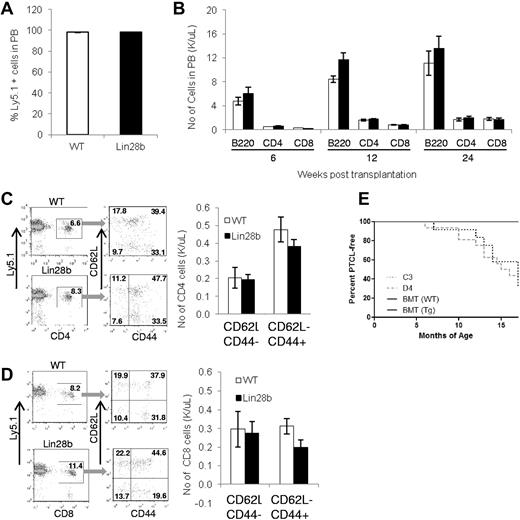 Figure 6. Transplantation with WT BM rescues lymphopenia. (A) Donor WT cells (Ly5.1) were transplanted into either WT or Lin28b mice and an engraftment assay was performed at 24 weeks after transplantation (n = 6 Lin28b recipients, n = 5 WT recipients). (B) Lymphocyte engraftment after transplantation at the indicated time points. White bars indicate WT; and black bars, Lin28b. (C) Quantification of naive (CD62L+CD44−), central memory (CD62L+CD44+), and effector memory (CD62L−CD44+) CD4+ cells in the peripheral circulation. (D) Quantification of naive, central memory, and effector memory CD8+ cells. White bars indicate WT; and black bars, Lin28b. (E) Percentage of WT (n = 3) or Lin28b (n = 3) recipients free of PTCL after transplantation of WT BM cells (C3, n = 12; D4, n = 16). Mice that died of causes other than PTCL were not included in this analysis (WT, n = 2; Lin28b, n = 3; C3, n = 5; D4, n = 3).