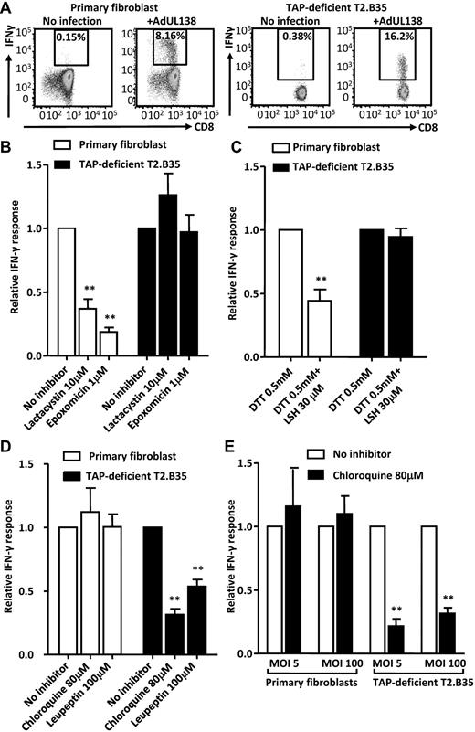 Figure 1. Endogenous presentation of HLA-B*3501–restricted CD8+ T-cell epitope from human cytomegalovirus encoded protein, pUL138, in primary human fibroblasts and TAP-deficient T2.B35 cell line. Cells were infected with recombinant adenovirus encoding the UL138 transgene (AdUL138), and antigen presentation was measured at 16 hours after infection using an intracellular cytokine secretion assay. (A) Flow cytometric dot plots showing IFN-γ secretion by pUL138-specific CD8+ T cells after activation by virus-infected cells. (B-D) T-cell response to virus-infected cells treated with chemical inhibitors of the proteasome (B), aminopeptidases (C), or lysosomal proteases (D). Fibroblasts or T2.B35 cells were treated with individual inhibitors starting at 1 hour before the infection and cultured in the presence of these inhibitors until the time of antigen presentation assay at 16 hours after infection. The T-cell response was normalized to that of untreated controls (B,D) or controls treated with the reducing agent dithiothreitol alone (C). The absolute (mean) percentages of T-cell response to reference cells were 23.3%, 20.7%, and 23.3% for fibroblasts, and 11.0%, 7.5%, and 11.9% for T2.B35 cells in panels B, C, and D, respectively. (E) Fibroblasts and T2.B35 cells were infected by AdUL138 at low and high MOI, with or without treatment with chloroquine. The absolute (mean) percentages of T-cell response to reference cells at MOI 5 and MOI 100 were 9.3% and 15.5% for fibroblasts and 7.4% and 11.0% for T2.B35 cells, respectively. (B-E) Data are from 3 independent experiments, each performed in triplicate samples (mean ± SEM). **P < .05 (2-tailed Student t test).